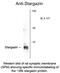 Calcium Voltage-Gated Channel Auxiliary Subunit Gamma 2 antibody, NB100-61089, Novus Biologicals, Western Blot image 