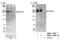 Microtubule Associated Serine/Threonine Kinase 2 antibody, NBP1-22986, Novus Biologicals, Western Blot image 