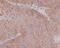 Tubulin Alpha 1b antibody, M08382-1, Boster Biological Technology, Immunohistochemistry frozen image 