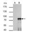 SRY-Box 6 antibody, NBP2-20458, Novus Biologicals, Immunoprecipitation image 