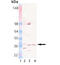 Syntaxin 12 antibody, GTX18011, GeneTex, Western Blot image 