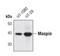 Serpin Family B Member 5 antibody, PA5-17160, Invitrogen Antibodies, Western Blot image 