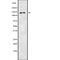 Melanoma Cell Adhesion Molecule antibody, abx216748, Abbexa, Western Blot image 