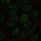 U2 small nuclear ribonucleoprotein A antibody, NBP2-33528, Novus Biologicals, Immunofluorescence image 