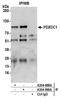 Pyridoxal Dependent Decarboxylase Domain Containing 1 antibody, A304-889A, Bethyl Labs, Immunoprecipitation image 