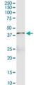 Fibrinogen Like 1 antibody, H00002267-D01P, Novus Biologicals, Western Blot image 