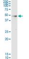 Hepsin antibody, H00003249-M02, Novus Biologicals, Western Blot image 