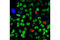 PCNA antibody, 8580S, Cell Signaling Technology, Immunocytochemistry image 