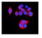 Heat Shock Protein Family B (Small) Member 8 antibody, A02492-2, Boster Biological Technology, Immunofluorescence image 