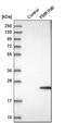 FMR1 Neighbor antibody, PA5-52813, Invitrogen Antibodies, Western Blot image 