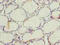 5-aminolevulinate synthase, erythroid-specific, mitochondrial antibody, orb21226, Biorbyt, Immunohistochemistry paraffin image 