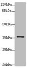 Solute Carrier Family 35 Member B1 antibody, A63442-100, Epigentek, Western Blot image 