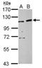 Jade Family PHD Finger 3 antibody, NBP2-19796, Novus Biologicals, Western Blot image 