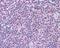 Caspase 8 antibody, 49-788, ProSci, Immunohistochemistry paraffin image 