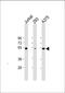 RANBP2-Type And C3HC4-Type Zinc Finger Containing 1 antibody, M04562, Boster Biological Technology, Western Blot image 