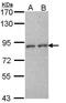 CD6 Molecule antibody, PA5-29900, Invitrogen Antibodies, Western Blot image 