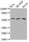 Phosphatase And Actin Regulator 1 antibody, LS-C681039, Lifespan Biosciences, Western Blot image 