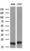 Crystallin Alpha B antibody, GTX84661, GeneTex, Western Blot image 