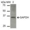 GAPDH antibody, SPC-689D-ALP, StressMarq, Western Blot image 