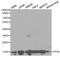 Peptidylprolyl Isomerase A antibody, A0993, ABclonal Technology, Western Blot image 