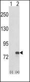 Guanine Monophosphate Synthase antibody, LS-C166539, Lifespan Biosciences, Western Blot image 