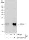 High Mobility Group AT-Hook 2 antibody, GTX629478, GeneTex, Immunoprecipitation image 