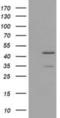 Tubulin Tyrosine Ligase antibody, NBP2-03288, Novus Biologicals, Western Blot image 