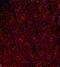 Neuropeptide Y Receptor Y1 antibody, GTX37593, GeneTex, Immunohistochemistry frozen image 