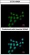 Progesterone-induced-blocking factor 1 antibody, GTX115424, GeneTex, Immunofluorescence image 