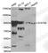 Signal transducer and activator of transcription 5B antibody, A0275, ABclonal Technology, Western Blot image 