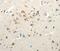 Secretogranin III antibody, PA5-50259, Invitrogen Antibodies, Immunohistochemistry frozen image 