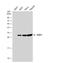 NAD(P)H Quinone Dehydrogenase 1 antibody, NBP1-31355, Novus Biologicals, Western Blot image 