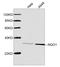 NAD(P)H Quinone Dehydrogenase 1 antibody, LS-C203201, Lifespan Biosciences, Western Blot image 