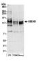 Ubiquitination Factor E4B antibody, NB100-58802, Novus Biologicals, Western Blot image 