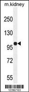 KIAA1324 Like antibody, 55-534, ProSci, Western Blot image 