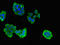 Carboxypeptidase B2 antibody, CSB-PA005884LA01HU, Cusabio, Immunofluorescence image 