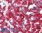 THEM6 antibody, LS-A8238, Lifespan Biosciences, Immunohistochemistry paraffin image 