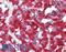 THEM6 antibody, LS-A8238, Lifespan Biosciences, Immunohistochemistry paraffin image 