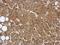 Tripartite Motif Containing 8 antibody, NBP2-16642, Novus Biologicals, Immunohistochemistry frozen image 