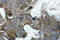 NFKB Inhibitor Alpha antibody, LS-C176083, Lifespan Biosciences, Immunohistochemistry paraffin image 