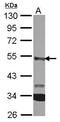 Carboxypeptidase A3 antibody, GTX119049, GeneTex, Western Blot image 