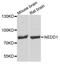 NEDD1 Gamma-Tubulin Ring Complex Targeting Factor antibody, orb373277, Biorbyt, Western Blot image 