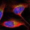 Programmed Cell Death 6 Interacting Protein antibody, NBP1-90201, Novus Biologicals, Immunocytochemistry image 