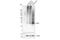 Aquaporin 4 antibody, 59678S, Cell Signaling Technology, Western Blot image 