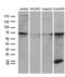 NUOMS antibody, LS-C795579, Lifespan Biosciences, Western Blot image 