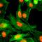 Histone Cluster 4 H4 antibody, GTX60904, GeneTex, Immunocytochemistry image 