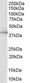 Mitogen-Activated Protein Kinase 1 antibody, LS-C54799, Lifespan Biosciences, Western Blot image 