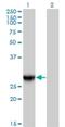 YEATS Domain Containing 4 antibody, H00008089-B01P, Novus Biologicals, Western Blot image 