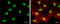 SIN3 Transcription Regulator Family Member B antibody, GTX116326, GeneTex, Immunocytochemistry image 