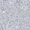 Fibrillin 1 antibody, HPA017759, Atlas Antibodies, Immunohistochemistry paraffin image 